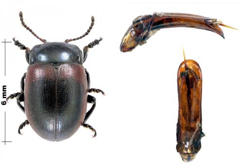 Chrysolina limbata