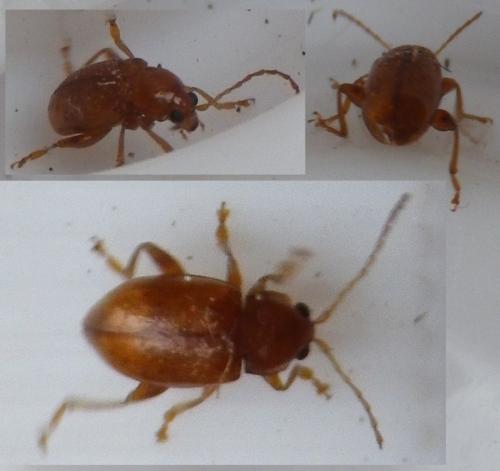 Neocrepidodera sp.