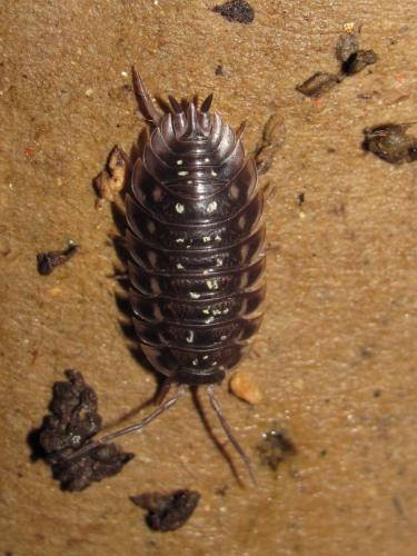 Réf. 127 542 : Oniscus asellus