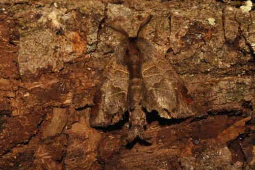 Réf. 127 875 : Clostera pigra