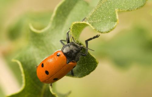 Réf. 127 026 : Lachnaia sp.