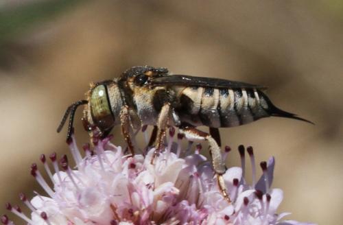 Réf. 127 613 : Coelioxys acanthura