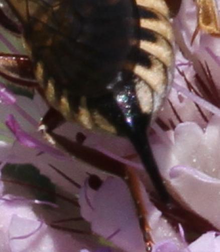 Réf. 127 638 : Coelioxys acanthura