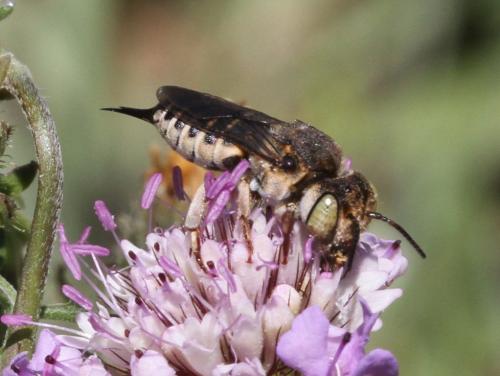 Réf. 127 614 : Coelioxys acanthura