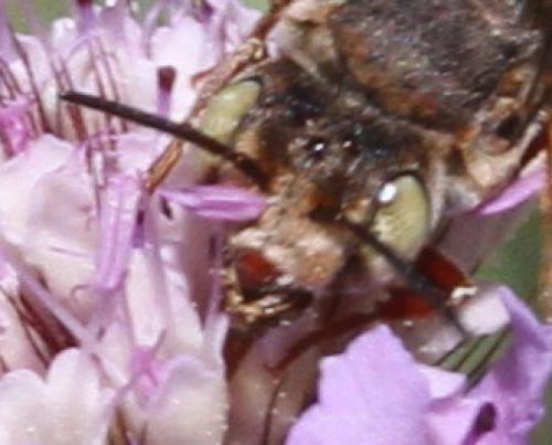 Réf. 127 639 : Coelioxys acanthura