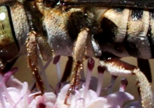 Réf. 127 615 : Coelioxys acanthura