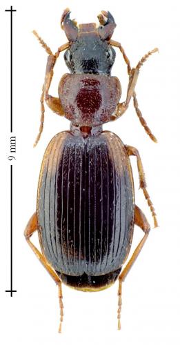 Réf. 127 526 : Cymindis sp.