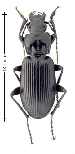 Pterostichus niger