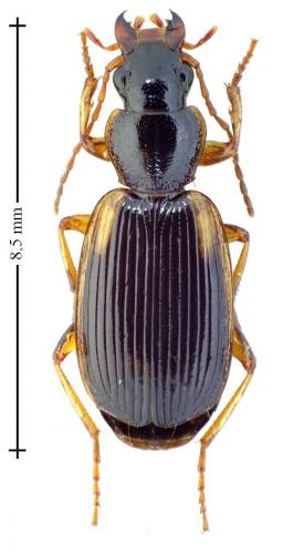 Réf. 127 527 : Cymindis humeralis