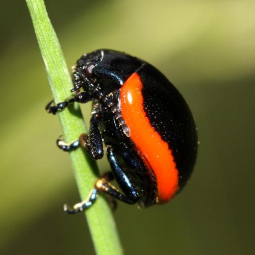 Chrysolina rossia