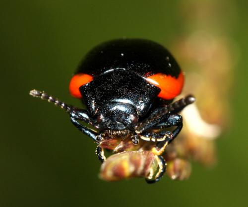 Chrysolina rossia