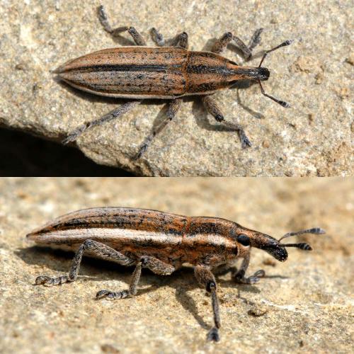 Lixus castellanus