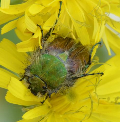 Réf. 127 701 : Pygopleurus sp.