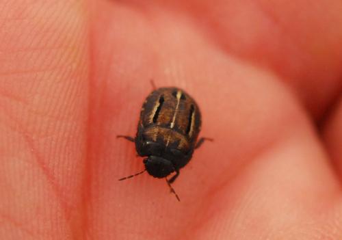 Réf. 127 107 : Odontoscelis sp.