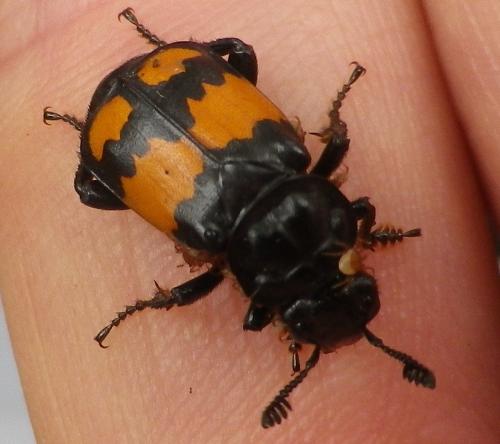 Nicrophorus vespilloides