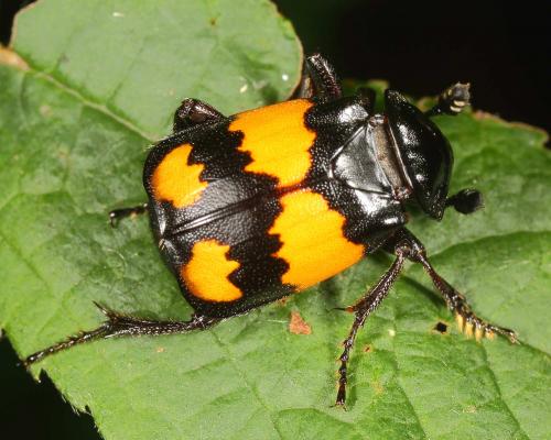 Réf. 127 830 : Nicrophorus vespilloides