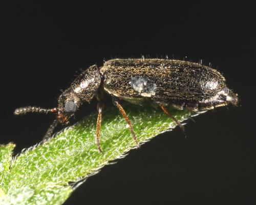 Réf. 127 373 : Dasytes virens