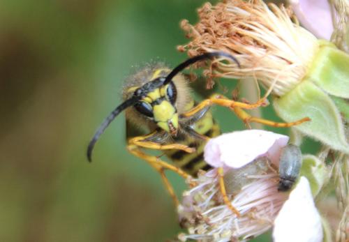 Dolichovespula sp.
