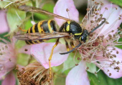 Dolichovespula sp.