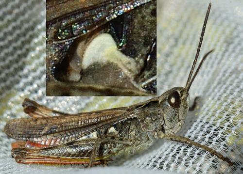 Chorthippus sp.