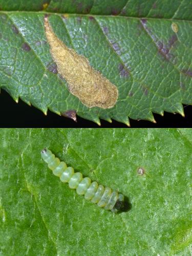 Coptotriche angusticollella
