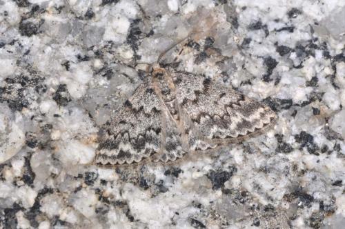 Réf. 127 908 : Pseudoterpna corsicaria