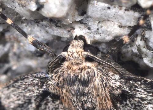 Réf. 127 915 : Pseudoterpna corsicaria