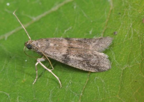 Ephestia unicolorella