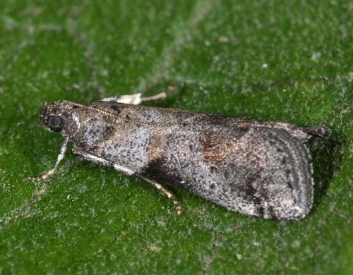 Réf. 127 565 : Acrobasis glaucella