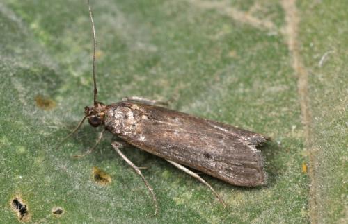 Neurotomia coenulentella