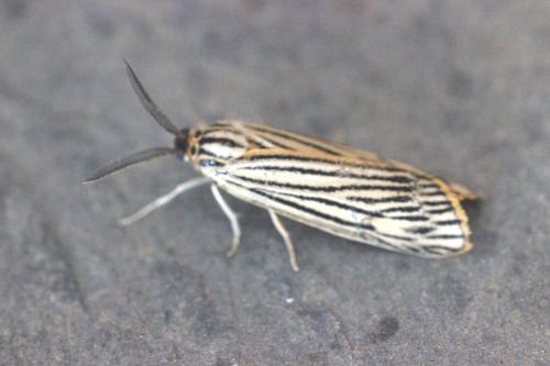 Réf. 127 006 : Coscinia striata