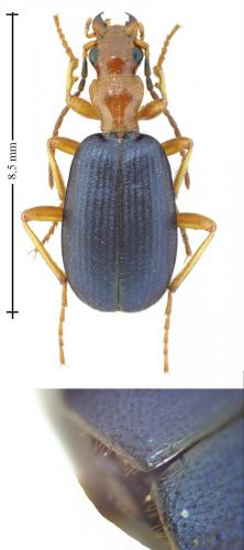 Brachinus crepitans