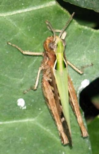Omocestus rufipes