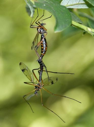 Dictenidia bimaculata