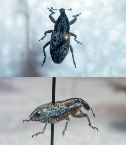 Mecaspis alternans