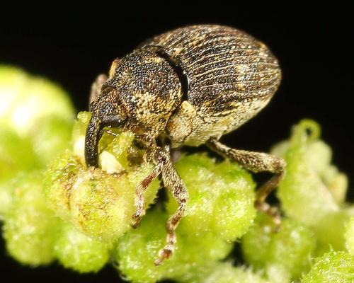 Réf. 127 428 : Nedyus quadrimaculatus