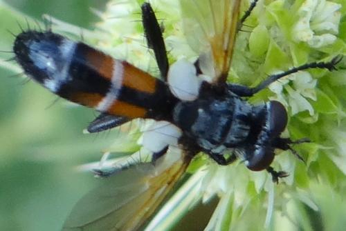 Réf. 127 853 : Cylindromyia sp.