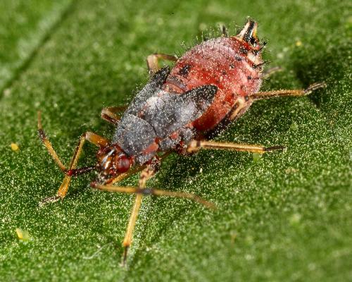 Deraeocoris ruber