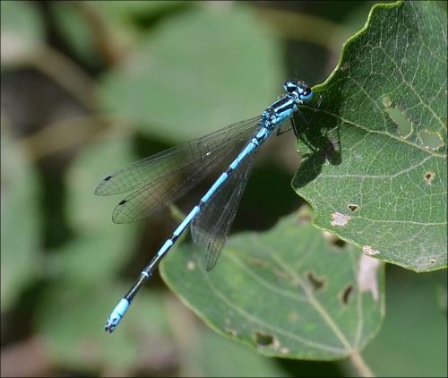 Coenagrion puella