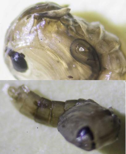 Chaoborus sp.