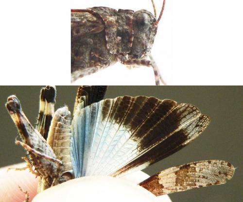 Oedipoda caerulescens caerulescens
