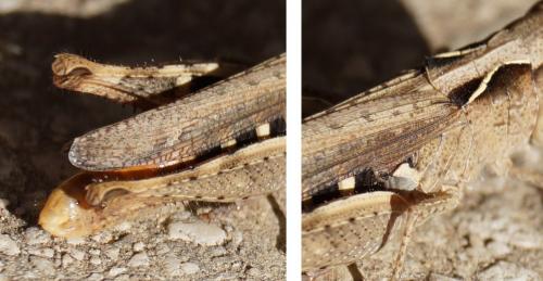 Réf. 127 431 : Chorthippus vagans vagans