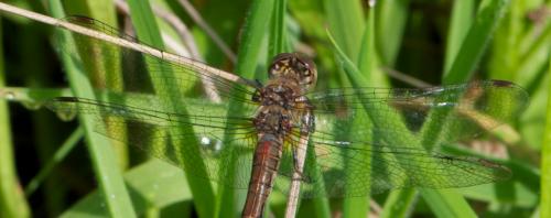 Sympetrum striolatum