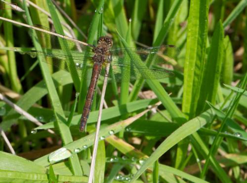 Sympetrum striolatum