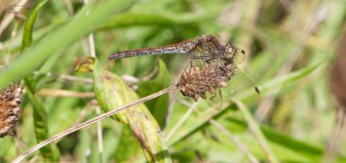 Sympetrum striolatum