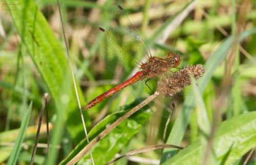 Sympetrum vulgatum