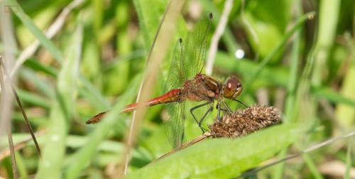 Sympetrum vulgatum