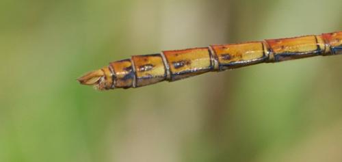 Sympetrum striolatum