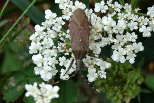 Réf. 127 180 : Dicranocephalus agilis