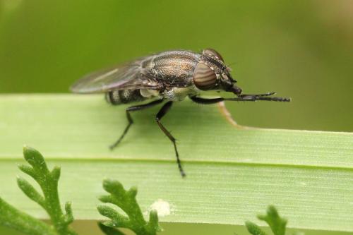Stomorhina lunata